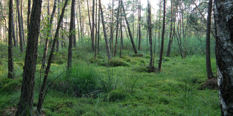 Rezerwat przyrody Białe Ługi w gminie Daleszyce / Monika Kurpios  / Regionalna Dyrekcja Ochrony Środowiska