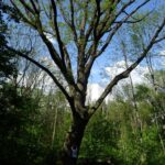 Sudół. Uroczystości upamiętniające 156. rocznicę wygranej bitwy pod Jeziórkiem. Dąb Dionizy / Emilia Sitarska / Radio Kielce