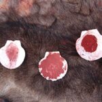 XV piknik archeologiczny / Anna Głąb / Radio Kielce