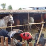 Iłża. XX Turniej Rycerski / Anna Głąb / Radio Kielce