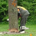 Leśny Piknik Majowy / Anna Głąb / Radio Kielce