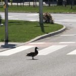 Kielce. Kaczka na przejściu dla pieszych na ulicy Warszawskiej / Radio Kielce