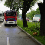 Kielce. Konar drzewa spadł na auto jadące ulicą Jesionową / Piotr Kwaśniewski / Radio Kielce