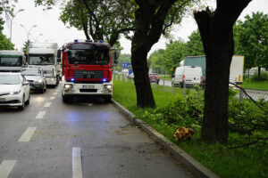 Kielce. Konar drzewa spadł na auto jadące ulicą Jesionową / Piotr Kwaśniewski / Radio Kielce