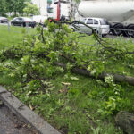 Kielce. Konar drzewa spadł na auto jadące ulicą Jesionową / Piotr Kwaśniewski / Radio Kielce