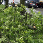 Kielce. Konar drzewa spadł na auto jadące ulicą Jesionową / Piotr Kwaśniewski / Radio Kielce