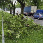 Kielce. Konar drzewa spadł na auto jadące ulicą Jesionową / Piotr Kwaśniewski / Radio Kielce