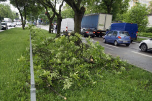 Kielce. Konar drzewa spadł na auto jadące ulicą Jesionową / Piotr Kwaśniewski / Radio Kielce