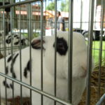 Piknik rodzinny z wystawą królików / Emilia Sitarska / Radio Kielce