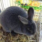 Piknik rodzinny z wystawą królików / Emilia Sitarska / Radio Kielce