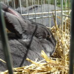 Piknik rodzinny z wystawą królików / Emilia Sitarska / Radio Kielce