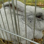 Piknik rodzinny z wystawą królików / Emilia Sitarska / Radio Kielce