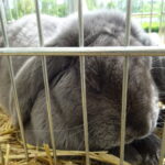 Piknik rodzinny z wystawą królików / Emilia Sitarska / Radio Kielce