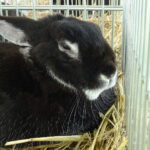 Piknik rodzinny z wystawą królików / Emilia Sitarska / Radio Kielce