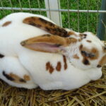 Piknik rodzinny z wystawą królików / Emilia Sitarska / Radio Kielce