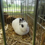 Piknik rodzinny z wystawą królików / Emilia Sitarska / Radio Kielce