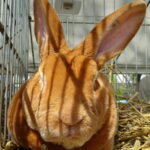 Piknik rodzinny z wystawą królików / Emilia Sitarska / Radio Kielce