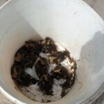 Skarżysko. Strażacy uratowali dzikie kaczki / Straż Pożarna w Skarżysku