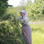 Dawne tradycje - sianokosy. / Stanisław Blinstrub / Radio Kielce