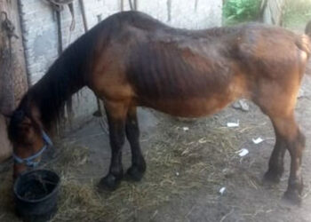 Zatrzymany przez policję 58-latek jest podejrzany o znęcanie się nad koniem / Policja Kielce