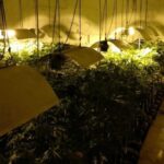 Gmina Pacanów. Plantacja konopi / świętokrzyska policja