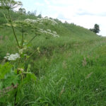 Barszcz Sosnowskiego / Emilia Sitarska / Radio Kielce