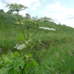 Barszcz Sosnowskiego / Emilia Sitarska / Radio Kielce