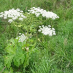 Barszcz Sosnowskiego / Emilia Sitarska / Radio Kielce