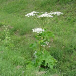 Barszcz Sosnowskiego / Emilia Sitarska / Radio Kielce