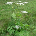 Barszcz Sosnowskiego / Emilia Sitarska / Radio Kielce