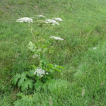 Barszcz Sosnowskiego / Emilia Sitarska / Radio Kielce