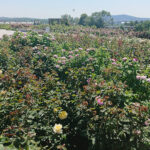 Kielce. Róże w Ogrodzie Botanicznym / Mateusz Kaczmarczyk / Radio Kielce