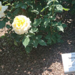 Kielce. Róże w Ogrodzie Botanicznym / Mateusz Kaczmarczyk / Radio Kielce