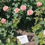 Kielce. Róże w Ogrodzie Botanicznym / Mateusz Kaczmarczyk / Radio Kielce