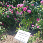 Kielce. Róże w Ogrodzie Botanicznym / Mateusz Kaczmarczyk / Radio Kielce