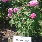 Kielce. Róże w Ogrodzie Botanicznym / Mateusz Kaczmarczyk / Radio Kielce