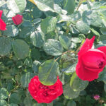 Kielce. Róże w Ogrodzie Botanicznym / Mateusz Kaczmarczyk / Radio Kielce