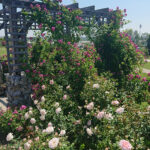 Kielce. Róże w Ogrodzie Botanicznym / Mateusz Kaczmarczyk / Radio Kielce