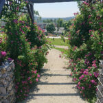 Kielce. Róże w Ogrodzie Botanicznym / Mateusz Kaczmarczyk / Radio Kielce