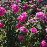 Kielce. Róże w Ogrodzie Botanicznym / Mateusz Kaczmarczyk / Radio Kielce