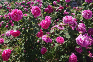 Kielce. Róże w Ogrodzie Botanicznym / Mateusz Kaczmarczyk / Radio Kielce