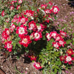 Kielce. Róże w Ogrodzie Botanicznym / Mateusz Kaczmarczyk / Radio Kielce