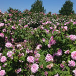 Kielce. Róże w Ogrodzie Botanicznym / Mateusz Kaczmarczyk / Radio Kielce