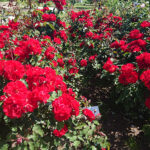 Kielce. Róże w Ogrodzie Botanicznym / Mateusz Kaczmarczyk / Radio Kielce