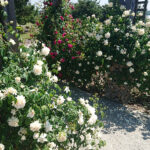 Kielce. Róże w Ogrodzie Botanicznym / Mateusz Kaczmarczyk / Radio Kielce