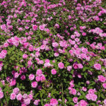 Kielce. Róże w Ogrodzie Botanicznym / Mateusz Kaczmarczyk / Radio Kielce