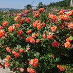 Kielce. Róże w Ogrodzie Botanicznym / Mateusz Kaczmarczyk / Radio Kielce