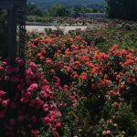 Kielce. Róże w Ogrodzie Botanicznym / Mateusz Kaczmarczyk / Radio Kielce