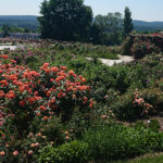 Kielce. Róże w Ogrodzie Botanicznym / Mateusz Kaczmarczyk / Radio Kielce