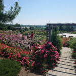 Kielce. Róże w Ogrodzie Botanicznym / Mateusz Kaczmarczyk / Radio Kielce